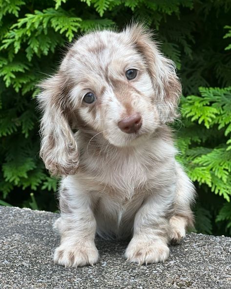 Head tilt game on point 😘 | Instagram Spotted Mini Dachshund, Fluffy Wiener Dog, Mini Dash Hound, Spotted Dachshund, Mini Weiner Dog, Perro Shih Tzu, Daschund Puppies, Mini Animals, Baby Dachshund