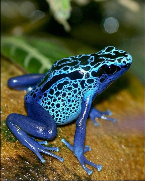 Blue Poison Dart Frog, Poison Frog, Poison Dart Frog, Amazing Frog, Blue Dart, Poison Dart, Frog Tattoos, Dart Frog, Frog Art