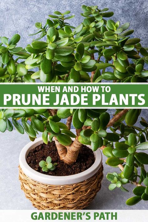 Jade is known for being water-wise, long-lived, and suited to creative pruning in the bonsai style. In this article, we discuss nine reasons for pruning to support plant health and maintain or improve the overall appearance. Join us and find them now on Gardener’s Path. #jadeplant #gardening #gardenerspath Jade Plant Pruning, Jade Plant Bonsai, Small Cactus Plants, Jade Plant Care, Bonsai Pruning, Jade Bonsai, Jade Tree, Bonsai Care, Bonsai Tree Care