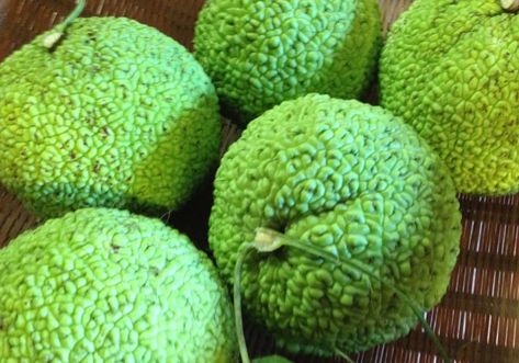 Hedge Apples Uses, Monkey Balls, Hedge Apples, Medicinal Wild Plants, Magic Ritual, Types Of Herbs, Magical Herbs, Tree Canopy, Orange Tree