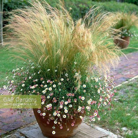 Terracotta pot filled with Stipa tenuissima Pony Tails and erigeron. Ornamental Grass Landscape, Ornamental Grass, Meadow Garden, Garden Plant Pots, Grasses Landscaping, Flower Pots Outdoor, Pot Plants, Plant Photography, Terracotta Pot