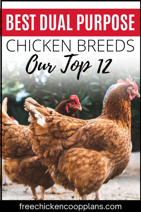 Learn which chicken breeds are best for either egg AND meat production. With some breeds, you can have the best of both worlds! Cinnamon Queen Chicken, Heritage Chickens, Chicken Roost, Meat Birds, Black Oil Sunflower Seeds, Chicken Eating, Raising Backyard Chickens, Backyard Flocks, Keeping Chickens