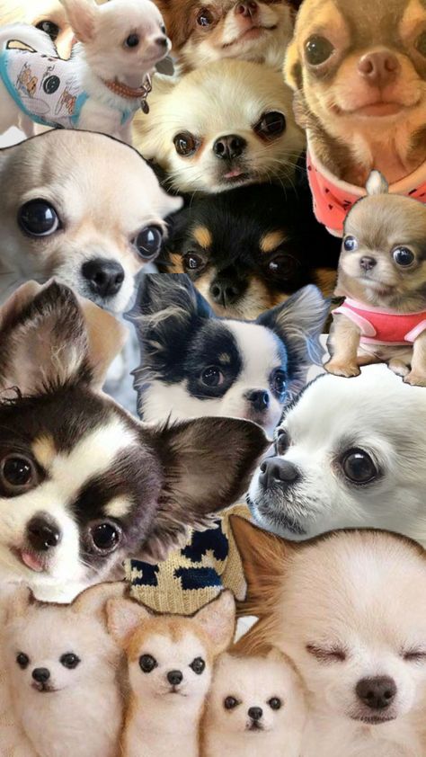 #shuffleart #dog #dogshuffle #wallpaper #chihuahua #shuffle Cute Chihuahua, Chihuahua Love, Dog Wallpaper, Cat Gif, Your Aesthetic, Connect With People, Creative Energy, Animals And Pets, Chihuahua