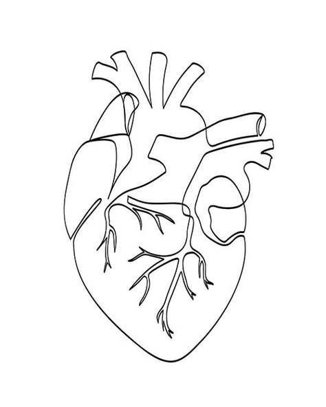 Anatomical Heart Art, Continuous Line Art, One Line, Heart Artwork, Drawing Hands, Line Sketch, One Line Art, One Line Drawing, Continuous Line Drawing