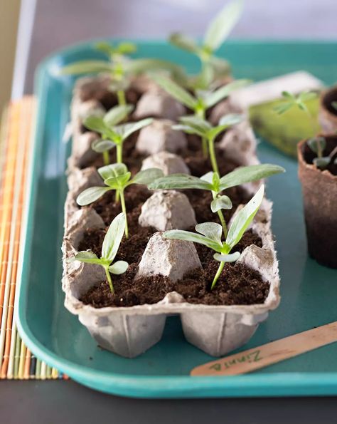 egg-carton-planter-d34352be Garden Ideas With Logs, Diy Herb Garden, Florida Gardening, Starting Seeds Indoors, Yard Landscape, Seed Starter, Edging Ideas, Garden Edging, Growing Seeds