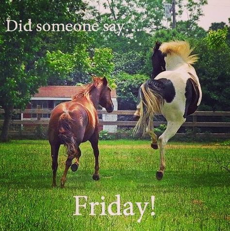 Happy Friday!! Have plenty of horsey fun Horses Playing, Animal Expressions, American Paint Horse, Horse Heart, Funny Horses, Two Horses, Wild Beauty, All The Pretty Horses, Funny Horse