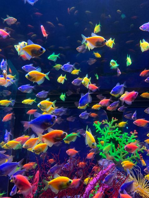 Social Media Specialist, Colourful Fish, Betta Fish Tank, Digital Marketing Seo, Underwater Art, Under The Sea Theme, Underwater Life, Media Specialist, Ocean Wallpaper