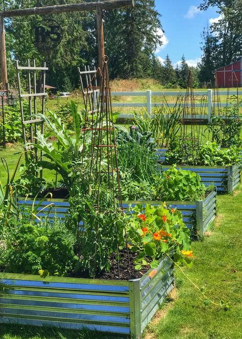 Metal Flower Beds, Raised Bed Layout, Wood Garden Beds, Metal Garden Beds, Dream Backyard Garden, Fall Cottage, Metal Raised Garden Beds, Garden Harvest, Side Garden