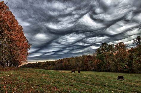 https://flic.kr/p/az1Gqp | Asperatus Clouds Day 226/366 | Unusual and rare(around my area)  Undulatus asperatus clouds. Undulatus Asperatus, Stormy Waves, Mammatus Clouds, Cloud Type, Lenticular Clouds, Cloud Photos, Atmospheric Phenomenon, Sky And Clouds, Natural Phenomena