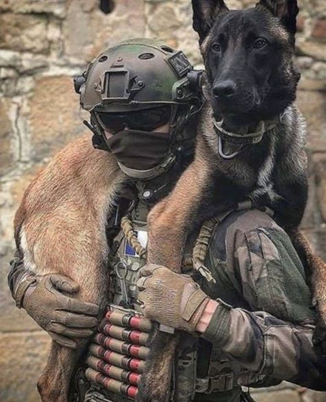 K9 Police Dogs, Military Service Dogs, Dog Soldiers, Army Dogs, Belgian Malinois Dog, Military Working Dogs, Malinois Dog, Military Dogs, Police Dogs