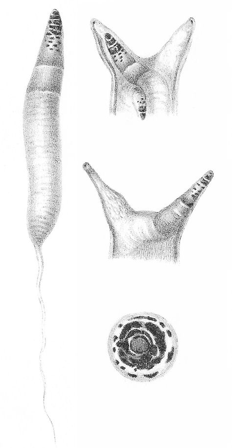 Leucochloridium paradoxum Worm Drawing, Thriller Video, Parasitic Worms, Nights In White Satin, Monochromatic Art, The Mimic, Bright Patterns, Zoology, Life Cycle