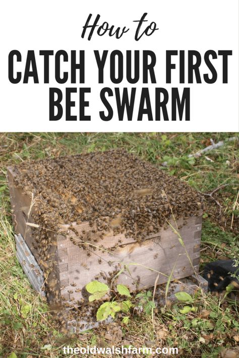 Bee Keeping For Beginners, Diy Bee Hive, Water For Bees, Honey Bee Farming, Bee Catcher, Bee Bath, Backyard Beehive, Honey Bees Keeping, Bee Hives Diy