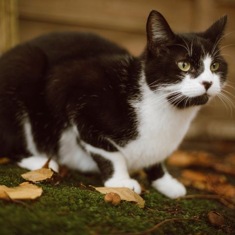 Happy Tuxedo Cat Appreciation Day! 🐈 1. *Breed Diversity:* Tuxedo is not a specific breed but rather a color pattern. Tuxedo markings can appear on various cat breeds, including domestic shorthairs, longhairs, and even purebreds like the American Shorthair. 2. *Famous Tuxedos:* Many famous fictional cats, like Sylvester from Looney Tunes and Felix the Cat, are portrayed as tuxedo cats. This coloring is often associated with sophistication and charm. 3. *Variations in Markings:* Tuxedo cats... Cat Tuxedo, Felix The Cat, Online Pet Store, American Shorthair, Tuxedo Cats, Felix The Cats, Tuxedo Cat, Tuxedos, Pet Store