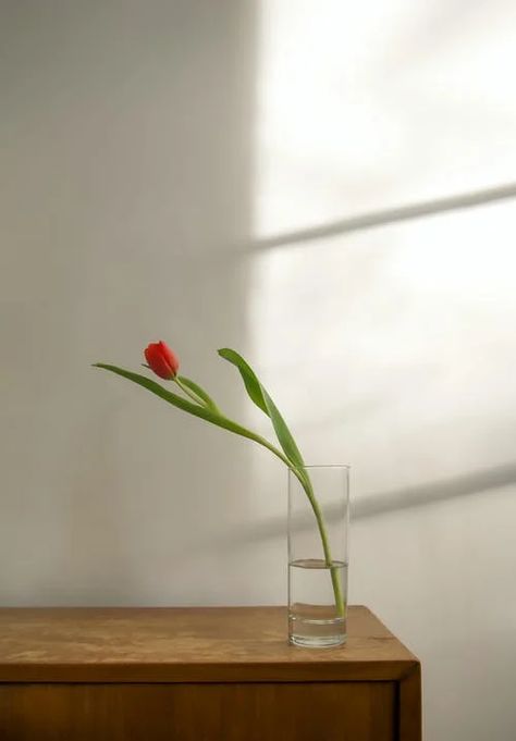 Red Rose in Clear Glass Vase · Free Stock Photo Single Rose In Vase, Single Flower In Vase, Tulip Flower Pictures, Single Flower Vase, Red Mood, Rose Pic, Sun Shadow, Clear Glass Vase, 2024 Ideas