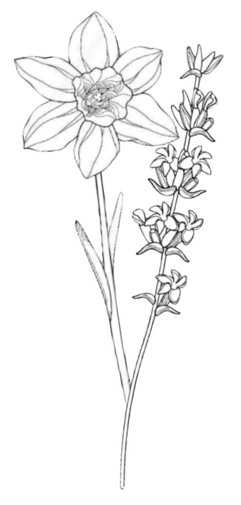 Narcissus and Lavender tattoo idea Larkspur And Daffodil Flower Tattoo, Larkspur Daffodil Tattoo, Larkspur And Narcissus Tattoo, Lavender And Daffodil Tattoo, Narcissus Holly Tattoo, Larkspur And Narcissus Flower Tattoo, Narcissus And Gladiolus Flower Tattoo, Larkspur And Daffodil Tattoo, Paperwhite Narcissus Tattoo