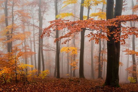 Carpathian beech forest, Slovakia. | Beech forest in Mala Fa… | Flickr Foggy Day, Fresh Image, Autumn Painting, Slovakia, Places Around The World, Life Art, Fine Art America, Wall Art Home, Art Home Decor