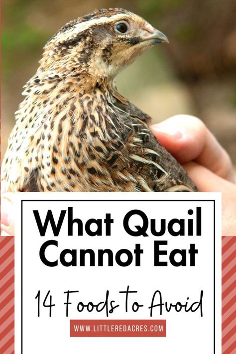 What Quail Cannot Eat - 14 Foods to Avoid Homemade Quail Feed, Quail Food Diy, Button Quails, Quail Food, Quail Care, Quail Habitat, Quail Keeping, Quail Feed, Quail Farming