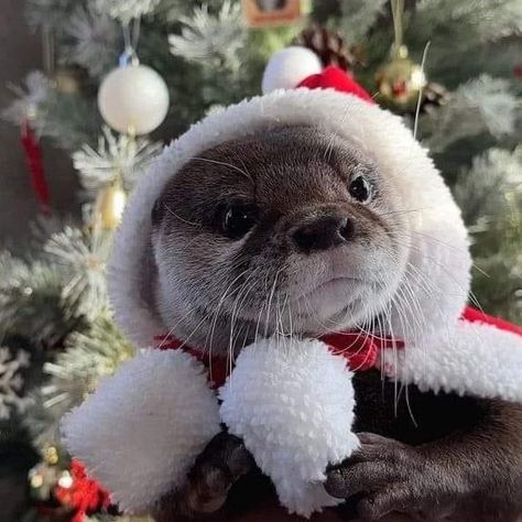 Otter Aesthetics, Otter Pfp, Christmas Otter, Adorable Otters, Otter Christmas, Cute Sea Otter, Otters Funny, Cute Otters, Christmas Widgets