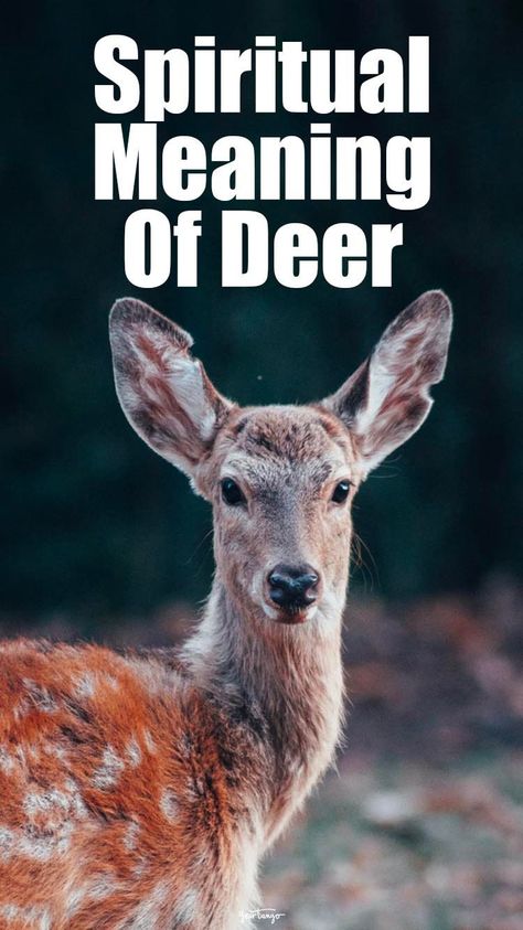 Deer Symbolism & Spiritual Meanings Of Deer Spirit Animal | YourTango Seeing Deer Meaning, Deer Totem Spirit Animal, Buck Symbolism, Deer Meaning Spirit Animal, Dream Meanings Symbols Animals, Deer Symbolism Meaning, Deer Quotes Inspiration, Deer Spirit Animal Meaning, Deer Symbolism