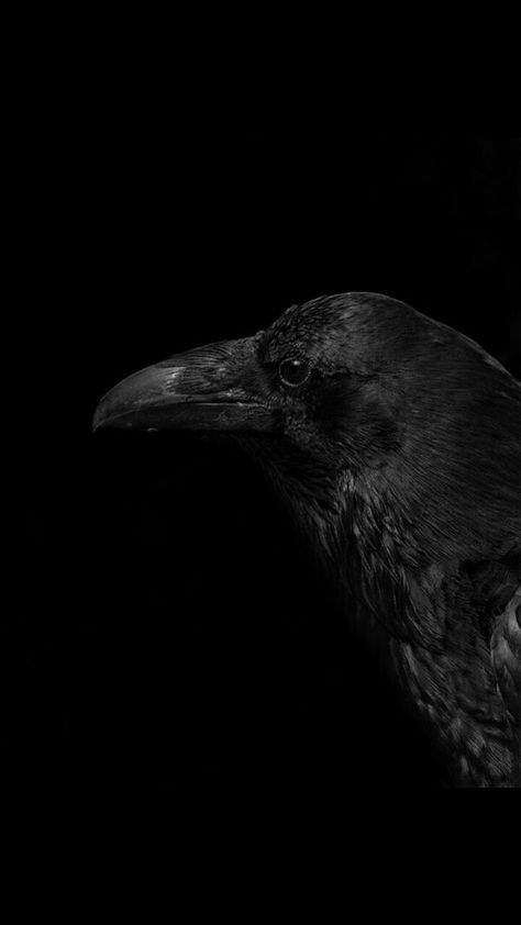 𝕴𝖈𝖊𝖑𝖆𝖓𝖉 𝕱𝖔𝖝 Crow Photography, Raven Pictures, Gothic Wallpaper, Witchy Wallpaper, Crows Ravens, Beautiful Dark Art, Dark Photography, Dark Wallpaper, Animal Planet