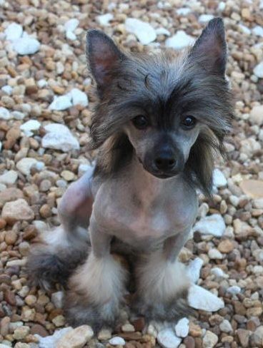 111+ Best Chinese Crested Dog Names Hairless Dogs, Chinese Crested Puppy, Dog Name Ideas, Chinese Crested Powder Puff, Chinese Crested Hairless, Female Dog Names, Hairless Dog, Chinese Crested Dog, Spoiled Dogs