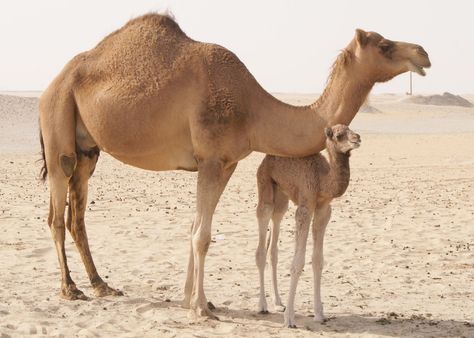 Camels | Camels - HD Wallpapers (High Definition)|HDwalle Camel Animal, Camels Art, Baby Camel, Africa Wildlife, Desert Life, In The Desert, Pet Food, Animal Wallpaper, Animal Tattoos