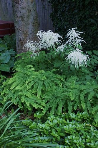 Aruncus Dioicus, Shade Garden Design, Maidenhair Fern, Ferns Garden, Shade Garden Plants, Sloped Garden, Moon Garden, Forest Garden, Native Garden