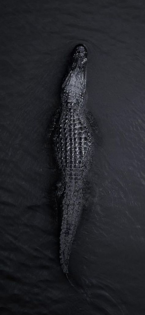 Crocodile Aesthetic Dark, Crocodilian Art, Crocodile Wallpaper Iphone, Animal Lockscreen, Alligator Background, Alligator Aesthetic, Crocodile Aesthetic, Alligator Wallpaper, Crocodile Wallpaper