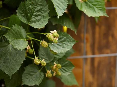 10 Tips for Using a Raspberry Trellis to Keep Brambles Tidy Make A Trellis, Raspberry Trellis, Raspberry Canes, Backyard Food, Trellis System, Raspberry Plants, Edible Gardening, Plant Clips, Fire Pit Landscaping