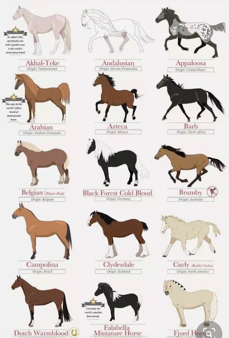 Different Types Of Horse Breeds, Different Types Of Horses, Types Of Horses Breeds, Clysdale Horse, Horseland Horses, Clysdale Horses, Different Breeds Of Horses, Horse Species, Horse Base