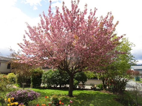 A Healing Garden - FineGardening Kanzan Cherry Blossom, Kanzan Cherry Tree, Prunus Kanzan, Screening Trees, White Flowering Trees, California Lilac, Fine Gardening Magazine, Healing Garden, Best Perennials