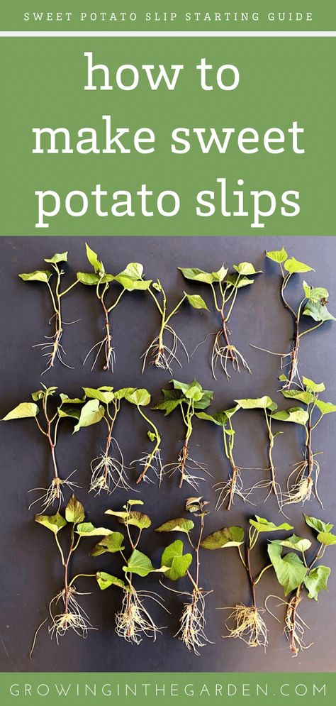 A Fast and Easy Way to Make Sweet Potato Slips | Growing In The Garden Allotment Plan, Sprouting Sweet Potatoes, Sweet Potato Slips, Container Potatoes, Sweet Potato Plant, Potato Gardening, Growing Sweet Potatoes, Tattoo Plant, Sweet Potato Vine