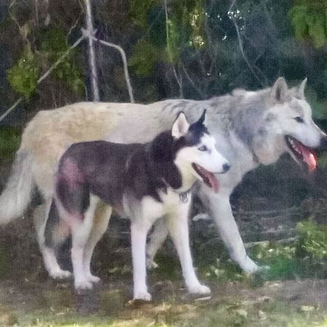 The Size Of A Husky Compared To The Size Of A Wolf A Husky, Strange Photos, A Wolf, Wolf Dog, Amazing Stories, Dumb And Dumber, Habitat, Husky, Cute Animals