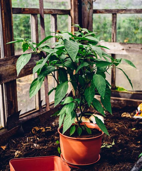 See how to grow jalapeno peppers in pots in your backyard | Peppers In Pots, Growing Jalapenos, Jalapeno Plant, Pot Image, Heating A Greenhouse, Jalapeno Pepper, Jalapeno Peppers, Fruits Images, Pepper Plants