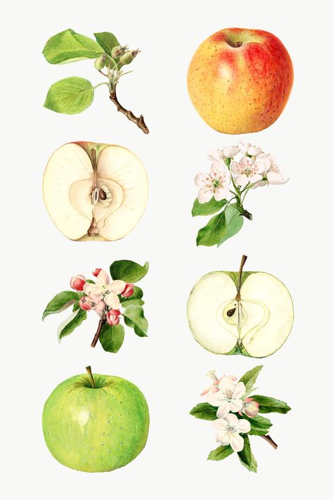 Hand drawn fresh apples illustration | premium image by rawpixel.com / Aom Woraluck Dessert Sketch, Apples Illustration, Apple Png, Apple Plant, Apple Tattoo, Apple Set, Apple Illustration, Apple Vector, Apple Background