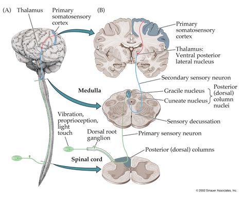 Anatomy of the Sensory System Continued... Sensory System Anatomy, Learning Anatomy, Study Info, Medical Study, Nursing Classes, Spinal Fluid, Vestibular System, Sensory System, Office Administration