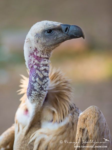 Cape vulture SA Cape Vulture, Animal Inspiration, Bird Drawings, Wild Animal, Birds Of Prey, Hawks, Pet Birds, Kenya, Owls