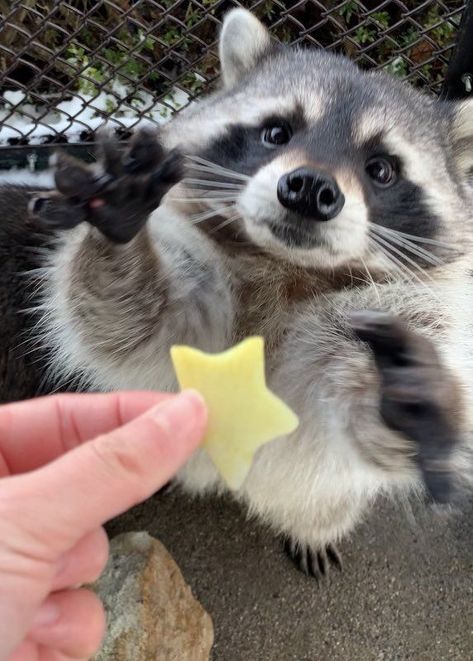 pocahontas aesthetic Pet Raccoon, Image Chat, Cute Raccoon, Raccoon Funny, Trash Panda, Pet Rats, Pretty Animals, Silly Animals, Cute Wild Animals