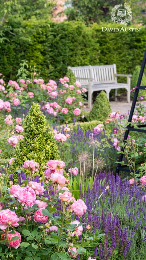 Create a charming two-plant cottage garden by combining the beauty of English Roses with the elegance of English Lavender. This duo offers a vibrant, easy-to-maintain garden full of colour and charm. Cottage Style Garden, Shrub Garden, Garden Small Backyard, Cottage Garden Roses, Easy English, Cottage Garden Plants, Small Backyard Gardens, English Lavender, English Cottage Garden