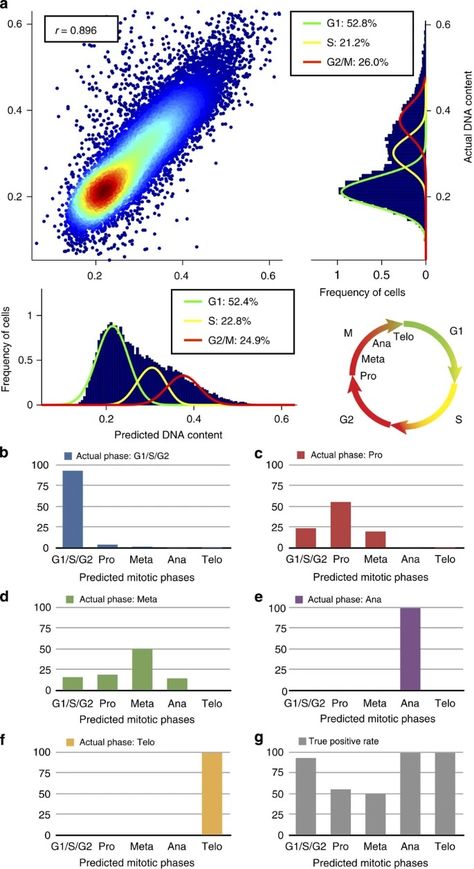 Label-free cell cycle analysis for high-throughput imaging flow cytometry | Nature Communications Supervised Machine Learning, Cycle Phases, Fluorescence Microscopy, Flow Cytometry, Cell Cycle, Free Labels, Machine Learning, How To Apply, Nature