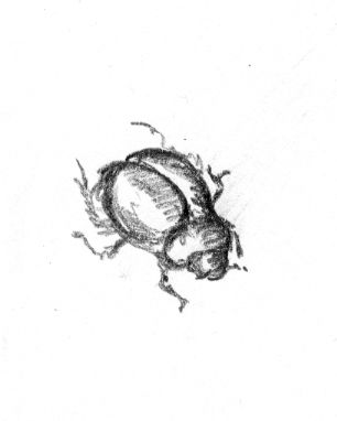 "Dung Beetle" - title says all (pencil on paper) Bug Drawing Aesthetic, Bettle Bug Drawings, Bugs Drawing Sketches, Beetle Drawing Simple, Dung Beetle Tattoo, Bug Drawing Simple, Beetle Drawings, Bugs Sketch, Bug Sketches