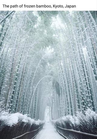 The path of frozen bamboo, Kyoto, Japan – popular memes on the site ifunny.co Bamboo Forest, Kyoto Japan, Kyoto, Frozen, Trees, Forest, Japan