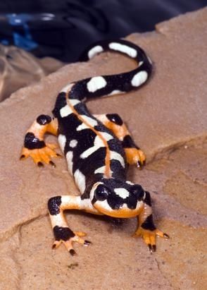 Luristan newt (aka Kaiser's Spotted Newt). The luristan newt is a type of salamander and is endemic to the southern Zagros Mountains in Iran, but it now only survives in captivity. *aww how sad! Zagros Mountains, Cute Reptiles, Reptile Snakes, Unusual Animals, Rare Animals, Endangered Animals, Reptiles And Amphibians, Newt, Weird Animals