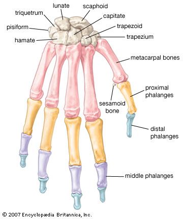 hand: Grasping organ at the end of the forelimb of certain vertebrates that exhibits great mobility and flexibility in the digits and in the whole organ. It is made up of the wrist joint,... Bones Of The Hand, Human Skeletal System, Skeleton Parts, Human Skeleton Anatomy, Hand Anatomy, Anatomy Bones, Skeleton Anatomy, Human Body Anatomy, Medical School Studying