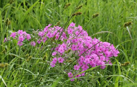 ✦ ❤ ✦ Prairie Plants, Prairie Planting, Companion Plants, Nature Walk, Companion Planting, Walking In Nature, The Plant, Iowa, Growing Up