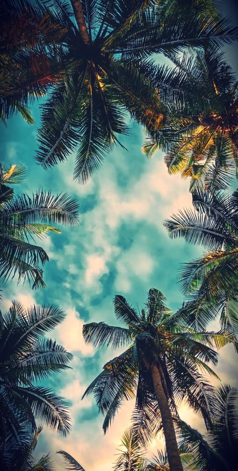 Palms Wallpaper, Circus Background, Palm Tree Background, Album Artwork Cover Art, Iphone Wallpaper Landscape, Cute Summer Wallpapers, Beautiful Nature Wallpaper Hd, Coconut Trees, Beautiful Scenery Pictures