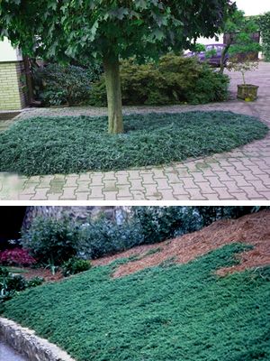 Juniper Ground Cover Slope, Blue Rug Juniper, Landscape Beds, Boulder Garden, Sun Evening, Sloped Backyard Landscaping, Evergreen Groundcover, Sun Morning, Landscaping A Slope