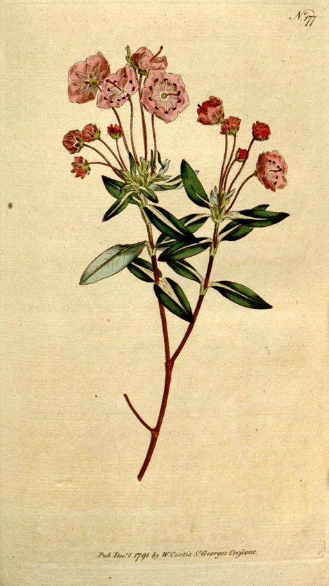 v.5-6 (1792-1793) - The Botanical magazine, or, Flower-garden displayed ... / - Biodiversity Heritage Library Laurel Tattoo, Laurel Flower, Flower Tattoo On Side, Sweet Tattoos, Mountain Laurel, Mountain Tattoo, Vintage Botanical Prints, Sleeve Tattoos For Women, Vintage Nature