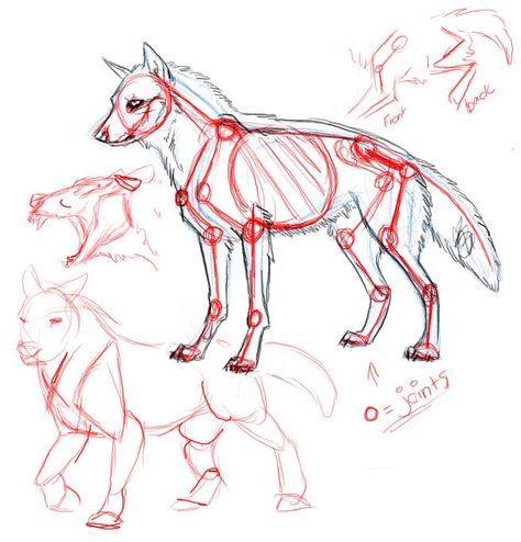 Rough Wolf Anatomy by ArtistMaz on DeviantArt Dog Structure Drawing, Wolf Muscle Anatomy, Wolf Anatomy, Drawing Wolves, Canine Anatomy, Wolf Base, Wolf Reference, Muscle Structure, Cartoon Drawings Of People