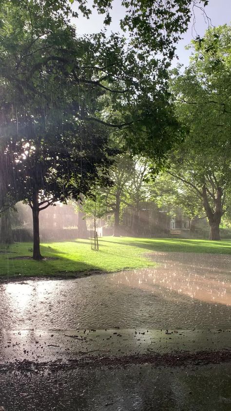 Rainy Wallpaper, Rain Pictures, Rainy City, Sun Aesthetic, Rainy Day Aesthetic, I Love Rain, Street Trees, Summer Rain, Rain Garden